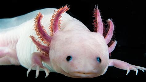 Complete Axolotl Genome Could Pave The Way Toward Human Tissue Regeneration