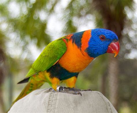 Birds of the world is the lab's singular resource for all the world's birds, in use by scientists and birders in more than 115 countries. Most Beautiful Birds On The Planet - PRETEND Magazine