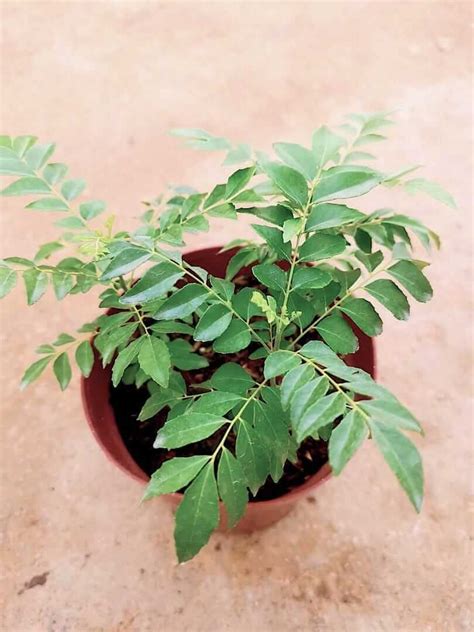Curry Leaf Plant Herbs N Spices Teo Joo Guan