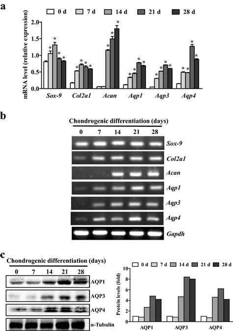 Aquaporin Expressions During Chondrogenic Differentiation Of C3H10T1 2