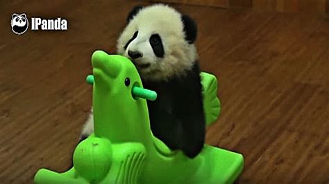 Baby Pandas Learn How To Ride Toy Horses Horse Spirit