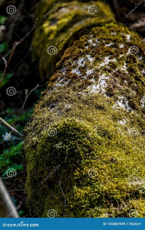 Moss Covered Fallen Tree Stock Image Image Of Bark 145882949