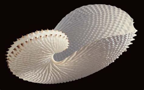 Paper Nautilus Shell