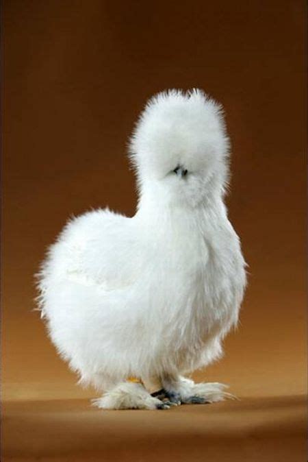 Chicken hawk flying in morning. Beautiful chickens around the world (17 pics) - Izismile.com