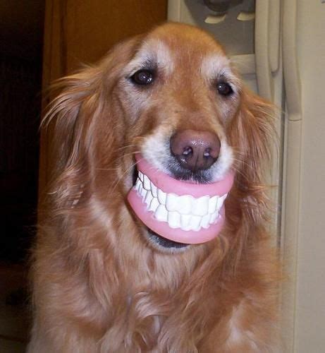 Funny Dog Smile Smiling Dogs Funny Dogs Funny
