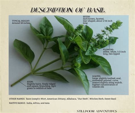 Basil The Ultimate Guide