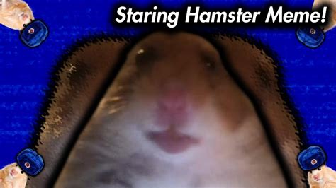 Staring Hamster Meme Dank Memes Of January Youtube