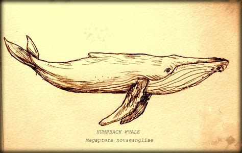 How to draw the head of humpback whale. humpback drawing | Whale drawing, Whale sketch, Humpback whale