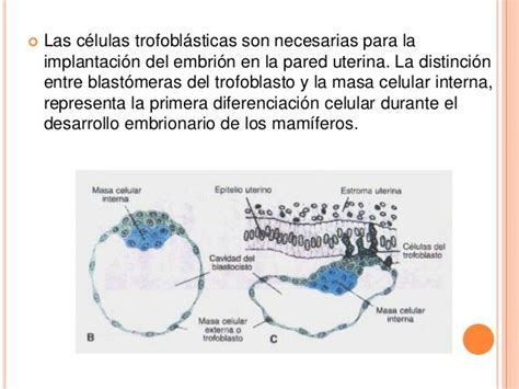 Procesos De Diferenciación Celular