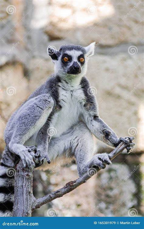 Ring Tailed Lemur Lemur Catta Sitting On Tree Stock Image Image Of