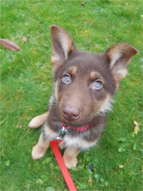 Liver German Shepherd Puppies For Sale Near Me