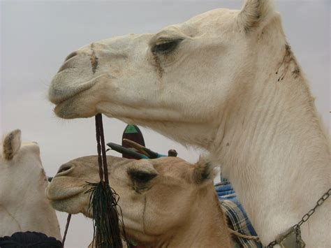The llama, the alpaca, the guanaco. 1000+ images about Animals in Niger on Pinterest | Camels ...