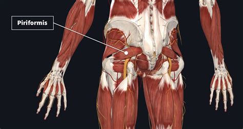 Piriformis Muscle Pain Cause Symptoms Treatment Exercise Samarpan