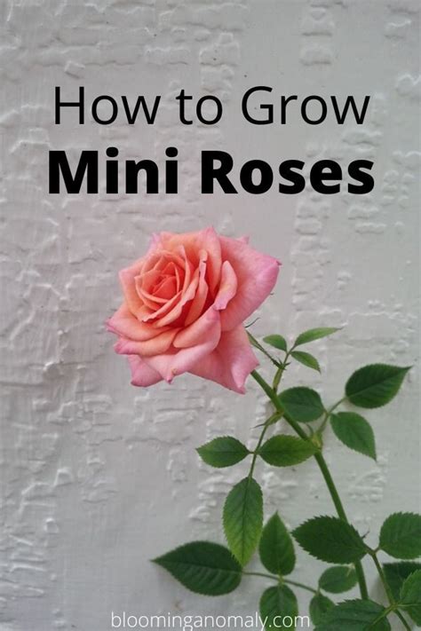 How To Grow Min Roses Rose Plant Care Mini Roses Rose Care