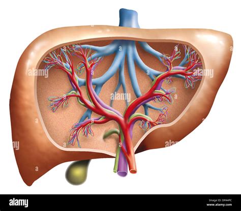 Cross Section Illustration Of A Human Liver Stock Photo Alamy