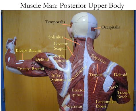 Muscular Anatomy Of The Torso