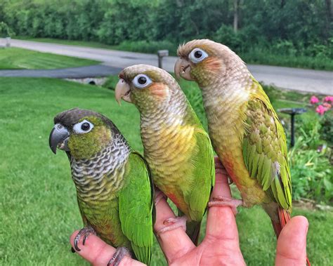 Green Cheek Conures Conure Bird Conure Conure Parrots