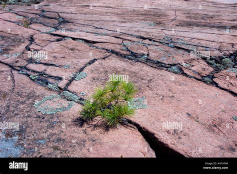 Canadian Shield Rock Plant Community With White Pine Seedlings In