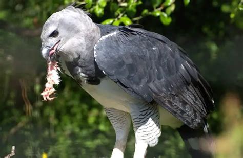 Harpy Eagle Description Habitat Image Diet And Interesting Facts