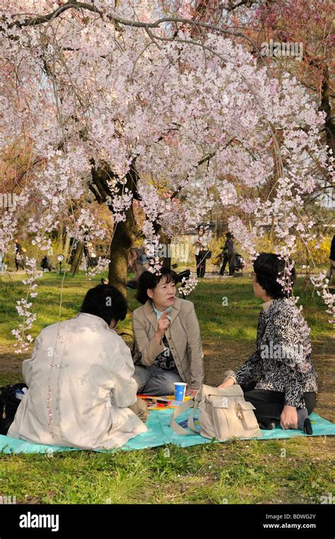 Cherry Blossom Festival At The Kyoto Botanical Garden Picnic Under The