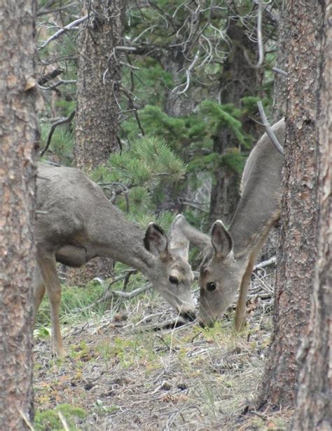 Mule Deer Picture Thread Hot Sex Picture
