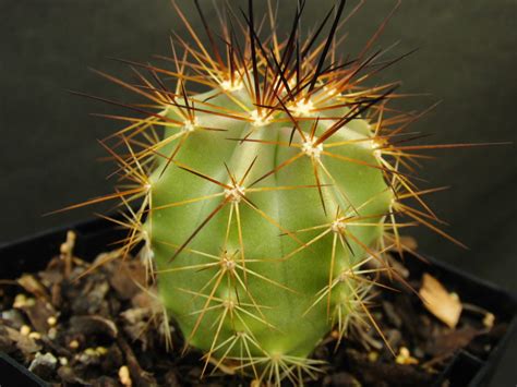 Christmas cactus is not only easy to care for but propagates easily too, making it an exceptional candidate for holiday gift giving. Echinocereus subinermis ssp. ochoterenae - Roraima Nursery