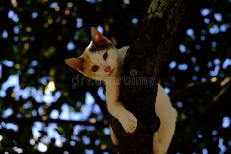 Cat Sleeping On Tree Stock Photo Image Of Daylight 46621600