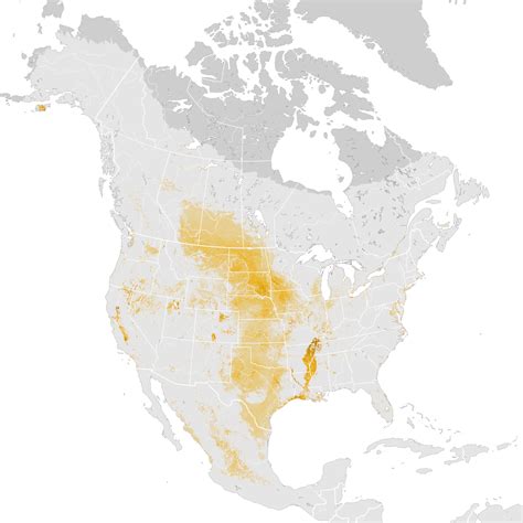 Gadwall Abundance Map Pre Breeding Migration Ebird Status And Trends