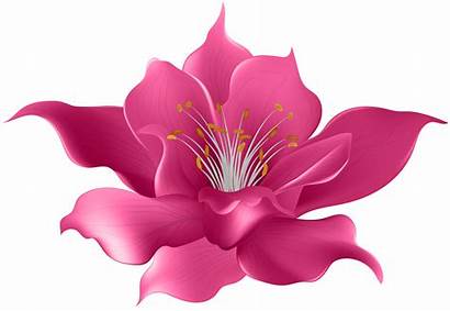 Transparent Flower Pink Clipart Clip Flowers Magnolia