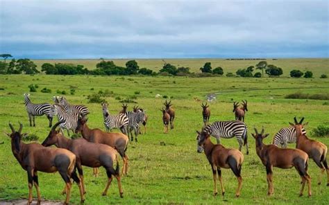 Serengeti National Park Big Cats Wildebeest Migration Visit East