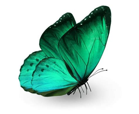 Картинки бабочки Стоковые Фотографии и Роялти Фри Изображения бабочки depositphotos