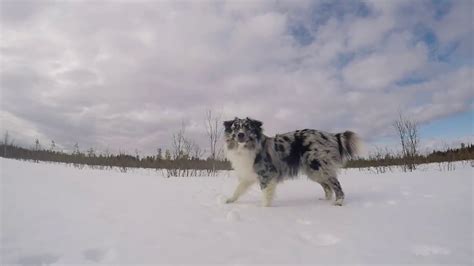 Australian Shepherd Playing In The Snow Youtube