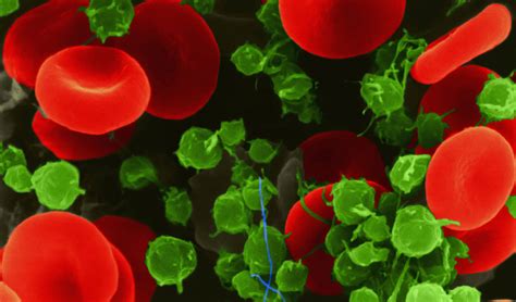 What Are Thrombocytes And Why Do They Matter — Diverse Health Hub