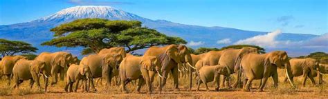 Z Nairobi 2 Dniowe Safari W Parku Narodowym Amboseli Getyourguide