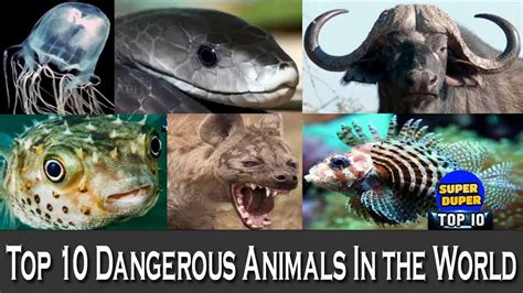 Top 10 Dangerous Animals In The World Hd Latest 2018 Youtube