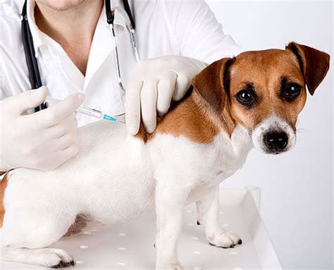 When your vet gives your kitten or cat the distemper combo shot or intranasal vaccine, she's protecting him against several diseases. The Distemper Vaccine for Dogs - K9 Aquatic & Wellness Center