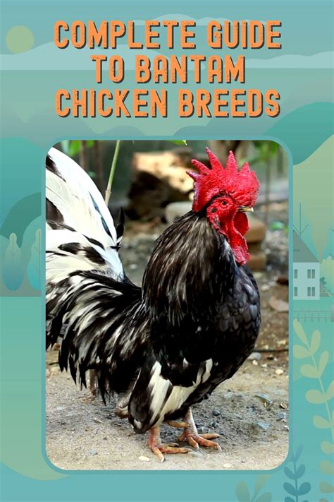 Complete Guide To Bantam Chicken Breeds Artofit