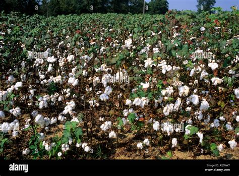 Cotton Field In Georgia Stock Photo Alamy