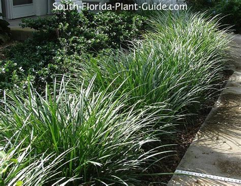 This plant does well in warmer climates, but does need some shade in the hottest part of the day. Grass Like Plants - Liriope, Mondo Grass and Aztec Grass