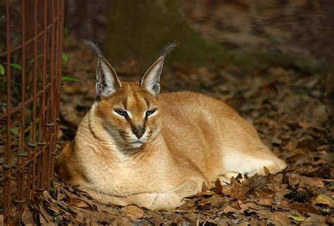 Get directions, reviews and information for big cat rescue in tampa, fl. 12 Top-Rated Tourist Attractions in Tampa | PlanetWare