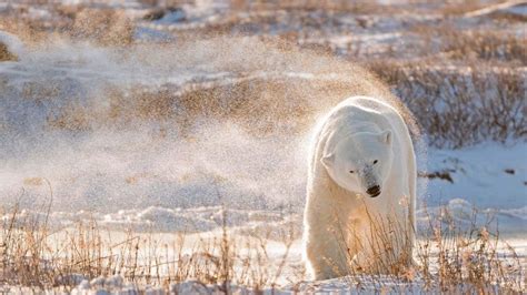 Polar Bear Day Bing Wallpaper Download