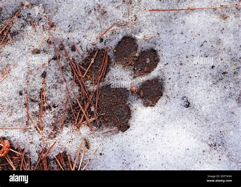 The Track Of A Mountain Lion Or Cougar Felis Concolor On A Forest