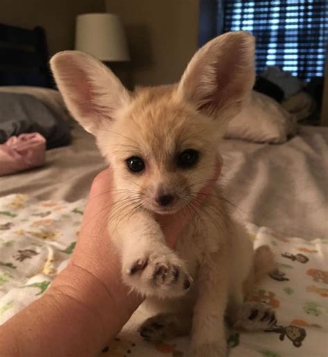Fennec Fox Animals For Sale South Dixie Highway Fl 280592