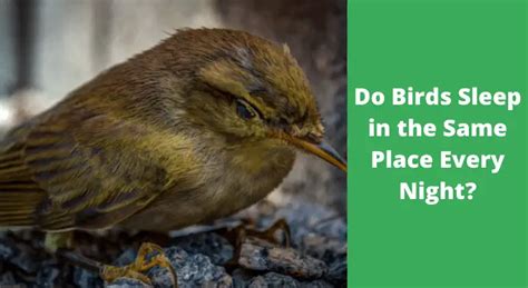 Do Birds Sleep In The Same Place Every Night Birdwatching Solution