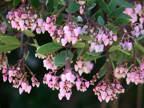 Manzanita animal hospital is a full service animal hospital and will take emergency cases as well as. Baby Bear manzanita bush has dark red bark, bright rose ...