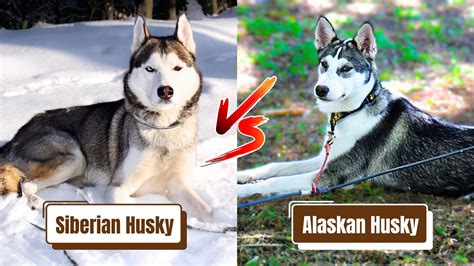 Alaskan Husky Vs Siberian Husky Whats The Difference