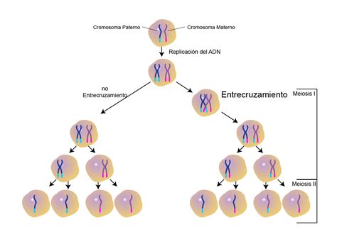 Ciencias Naturales Reproducción Celular Meiosis Grado 8