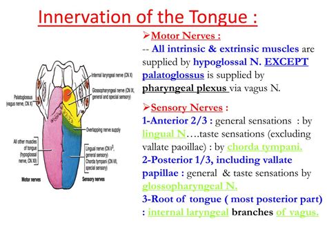 Ppt The Mouth Powerpoint Presentation Free Download Id693127