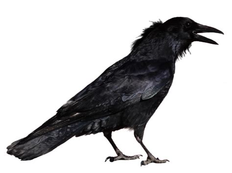 Crow Png Image Transparent Image Download Size X Px