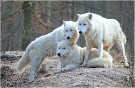 Familienalbum Polarwölfe Foto And Bild Tiere Zoo Wildpark